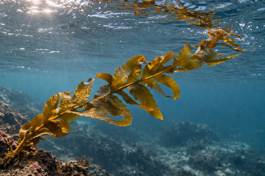 Brown Seaweed